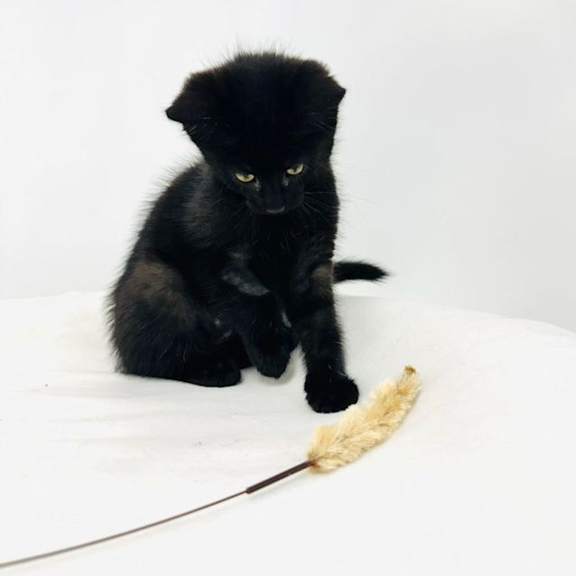 Photo of Swift   Located In Preston