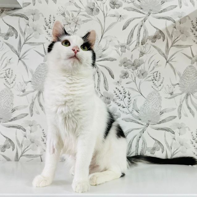 Photo of Ivy   Located In Preston