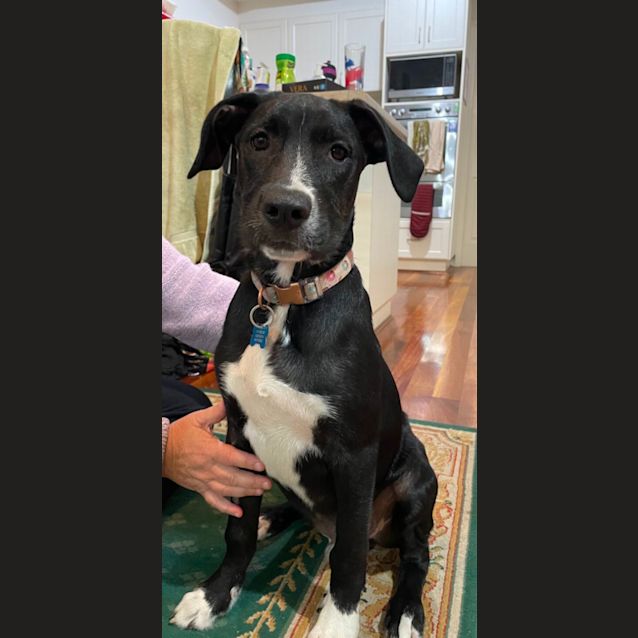 Photo of Bruno 