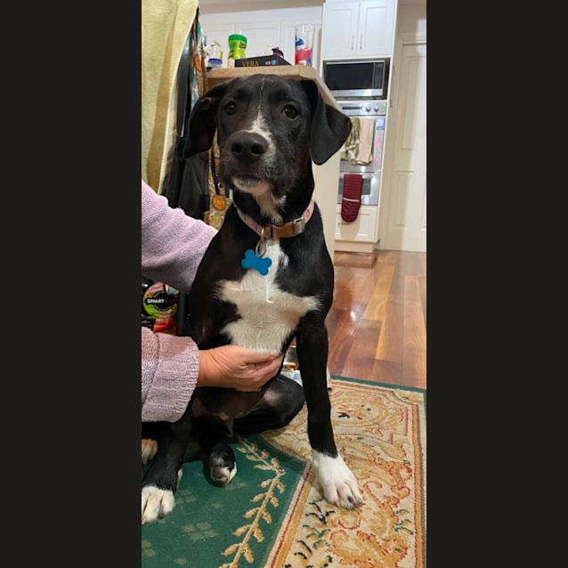 Photo of Bruno 