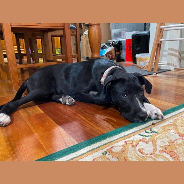 Photo of Bruno 