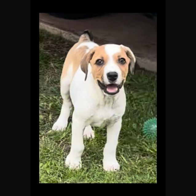 Photo of Mowgli