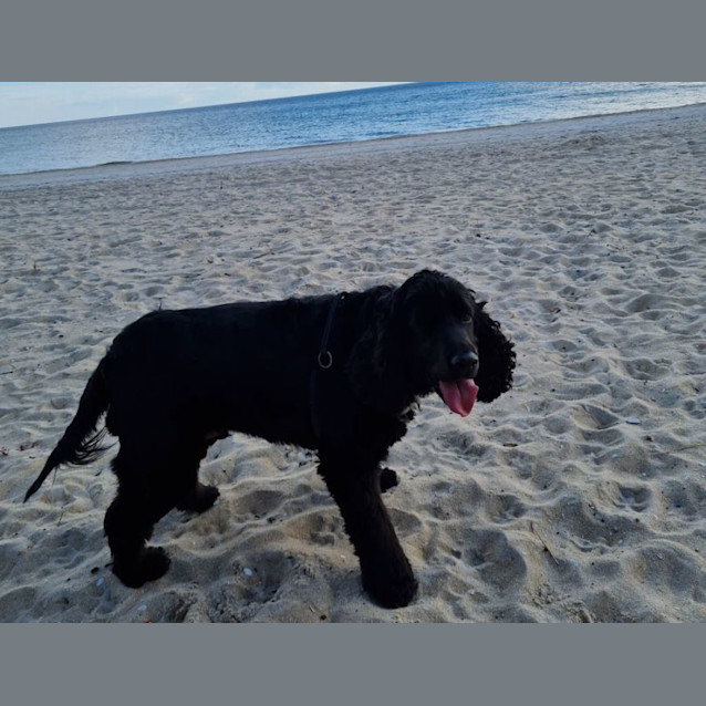 Photo of George Falko