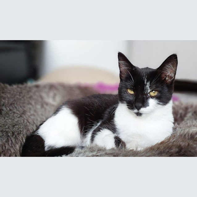 Photo of Selina Kyle
