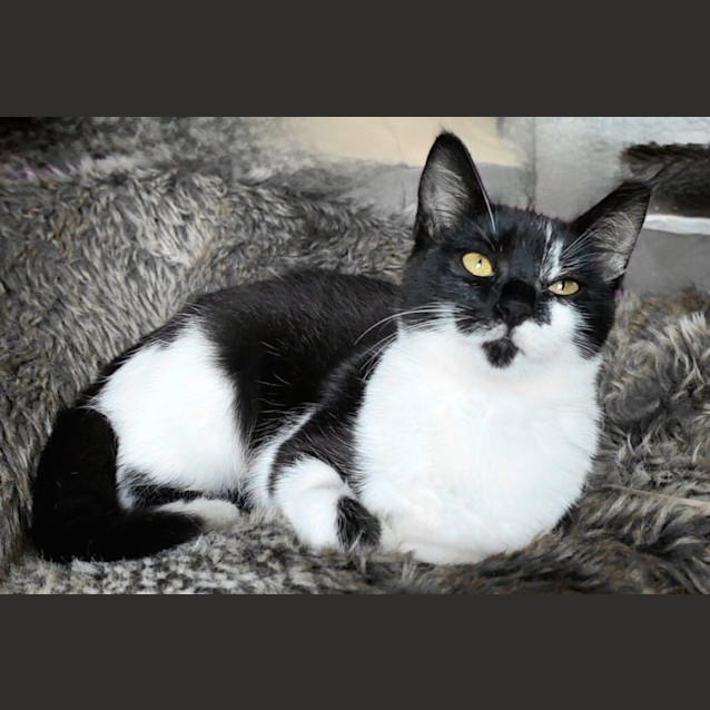 Photo of Selina Kyle