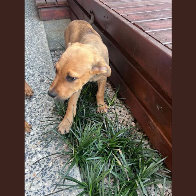 Photo of Aster
