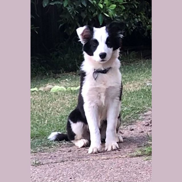 Photo of Blossom