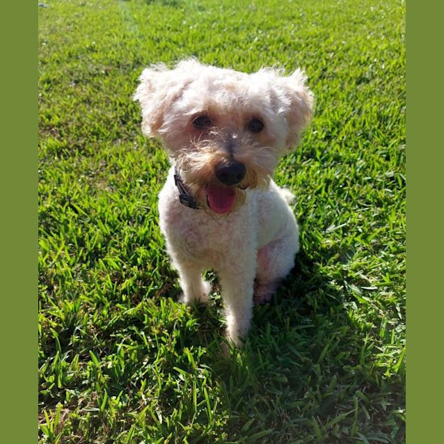 Photo of Chester