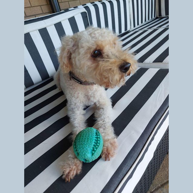 Photo of Chester