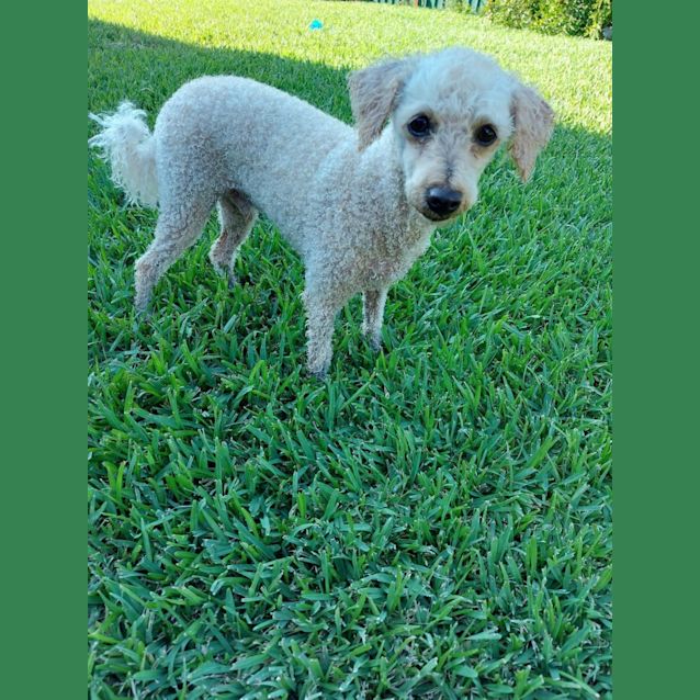 Photo of Chester