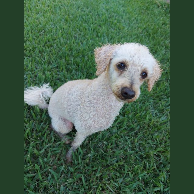 Photo of Chester