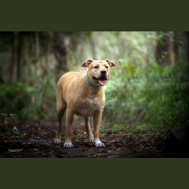 Photo of Koa *$150 Adoption Fee*