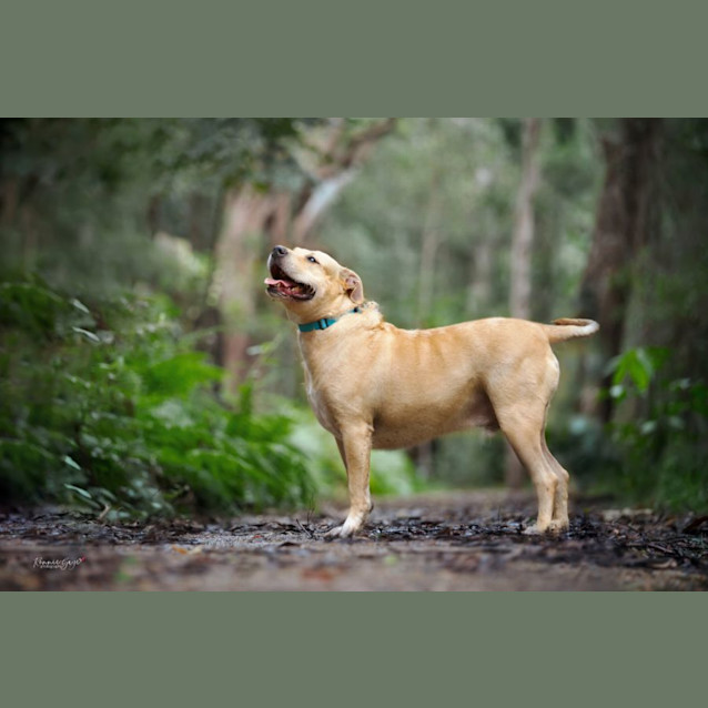 Photo of Koa *$150 Adoption Fee*