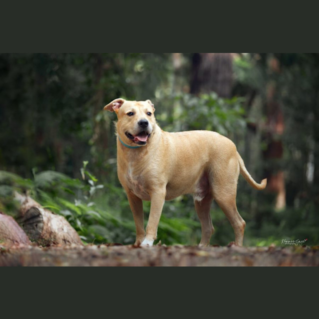 Photo of Koa *$150 Adoption Fee*