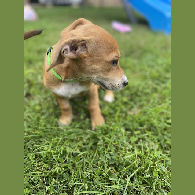 Photo of Myrtle