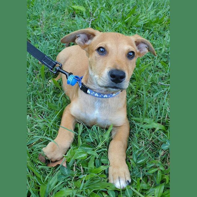 Photo of Oleander