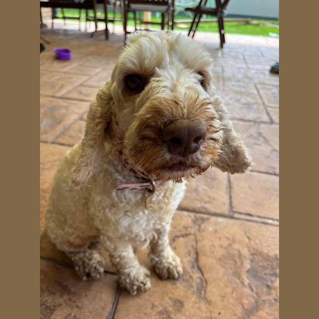 Photo of Dolly