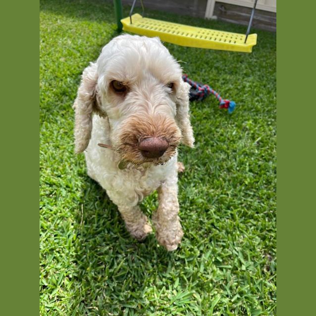 Photo of Dolly