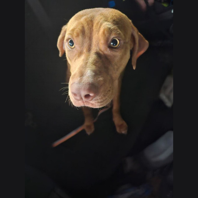 Photo of Harlow *$350 Adoption Fee*
