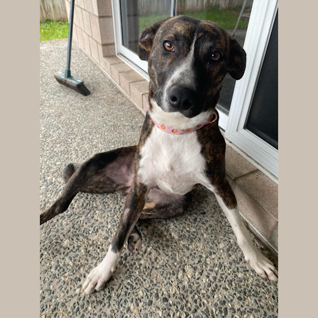 Photo of Josie *$150 Adoption Fee*