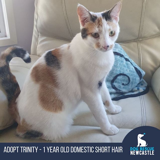 Photo of Trinity   1 Year Old Domestic Short Hair (Trial)