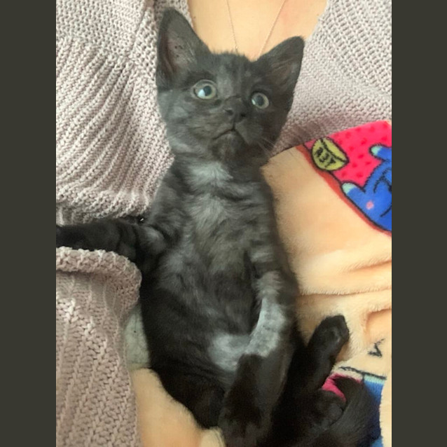 Photo of Panther 