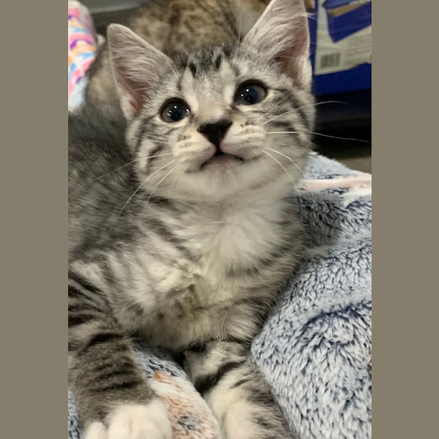 Photo of Lynx 