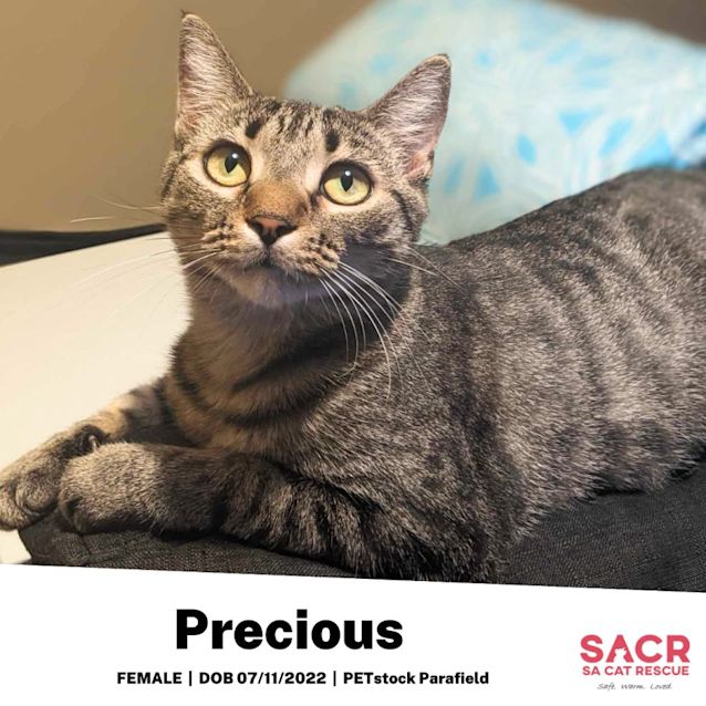 Photo of Precious