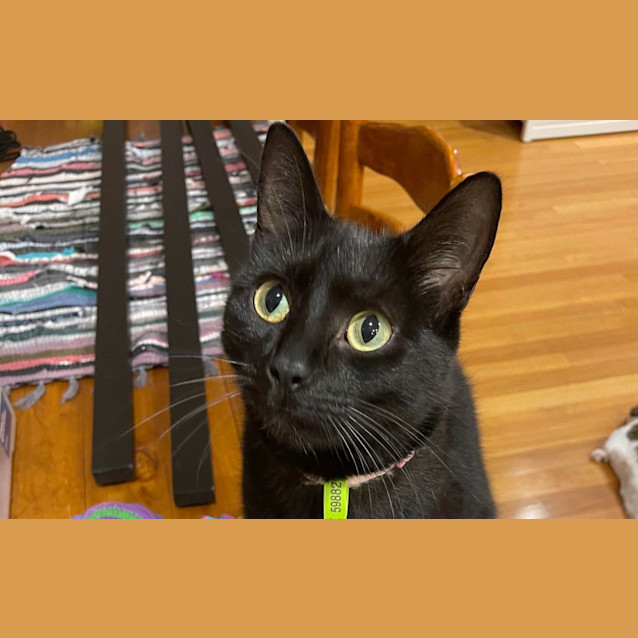 Photo of Zola