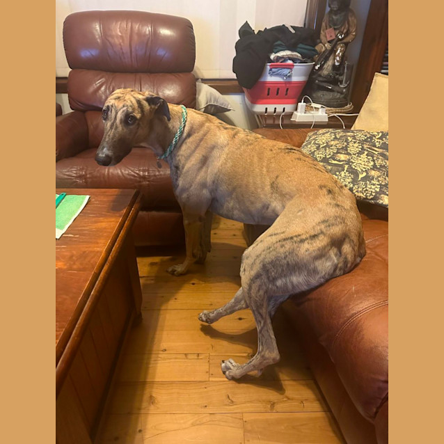 Photo of Diesel Greyhound 