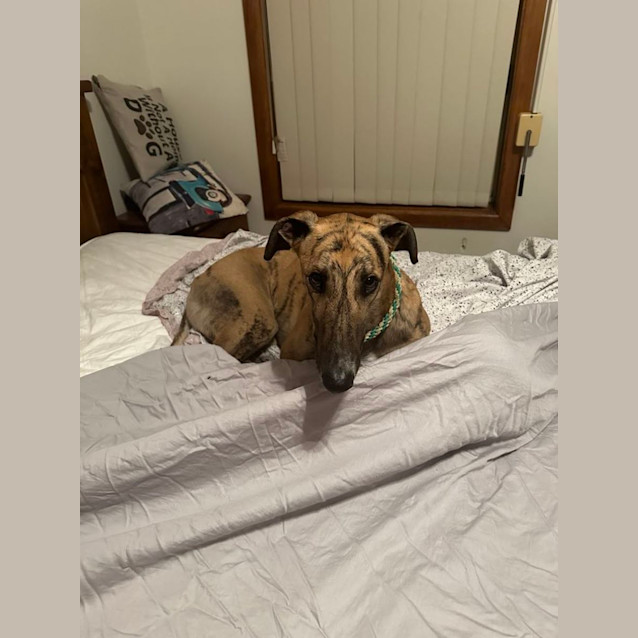 Photo of Diesel Greyhound 