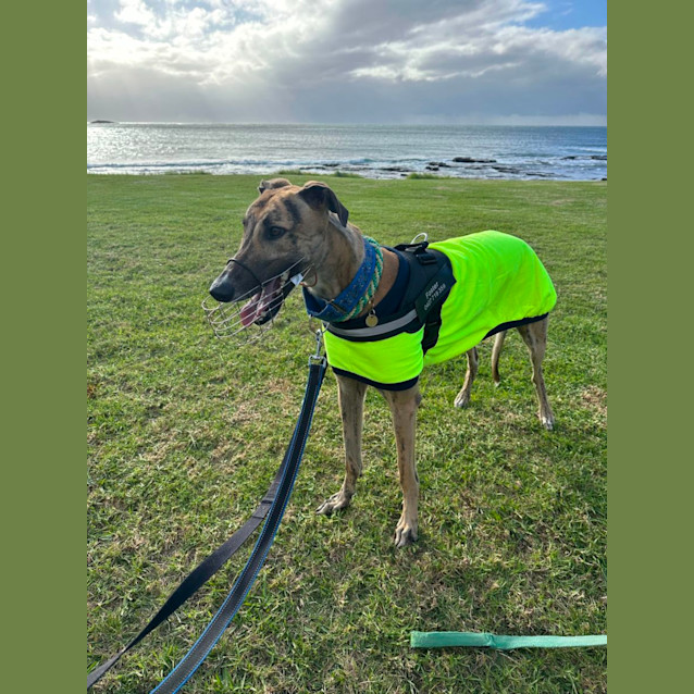 Photo of Diesel Greyhound 