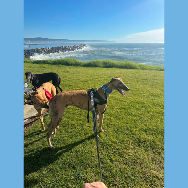 Photo of Diesel Greyhound 