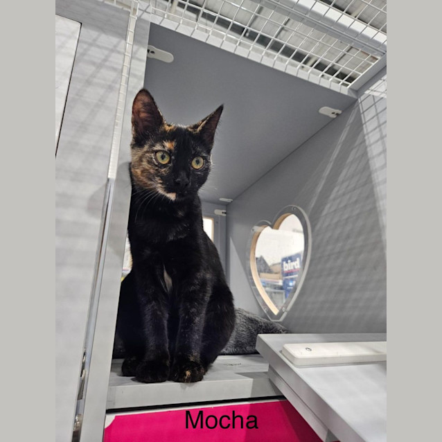 Photo of Mocha 