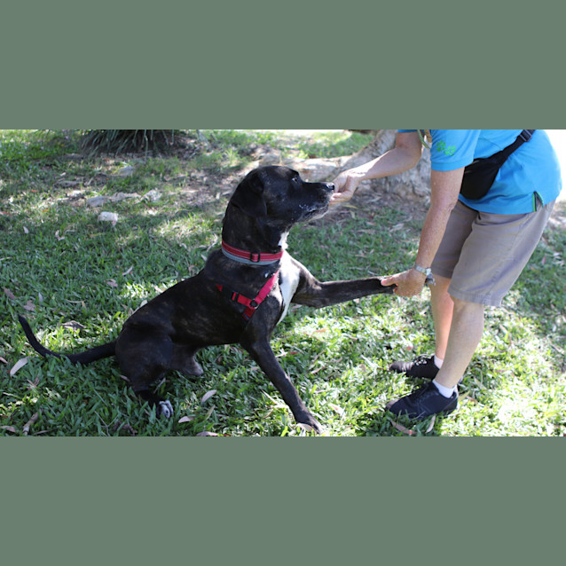 Photo of Dexter