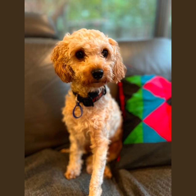 Photo of Dolly   14 Month Old Cavoodle (Hold)