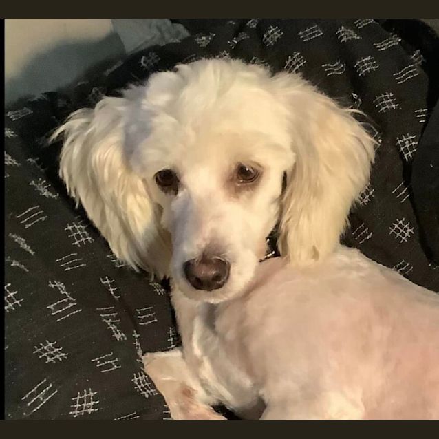 Photo of Chilli