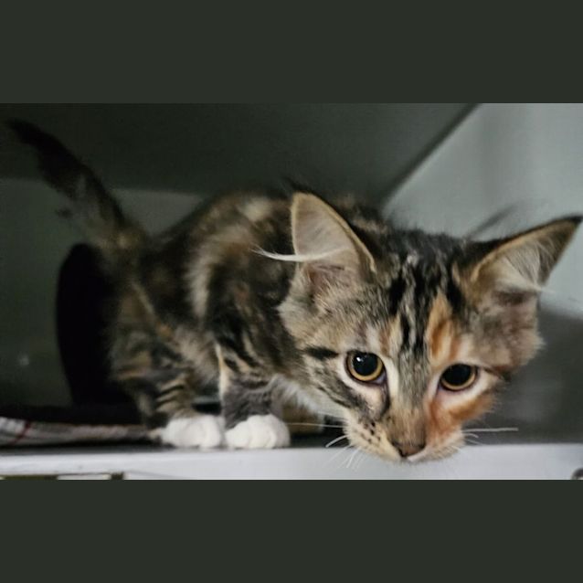 Photo of Marmalade