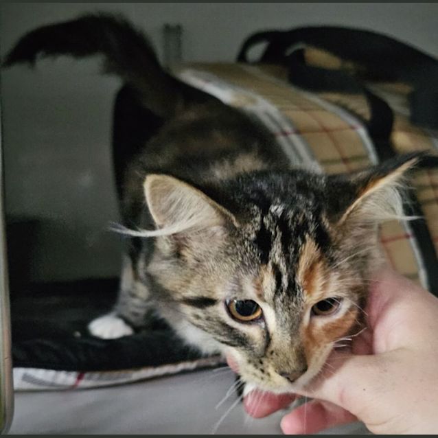 Photo of Marmalade