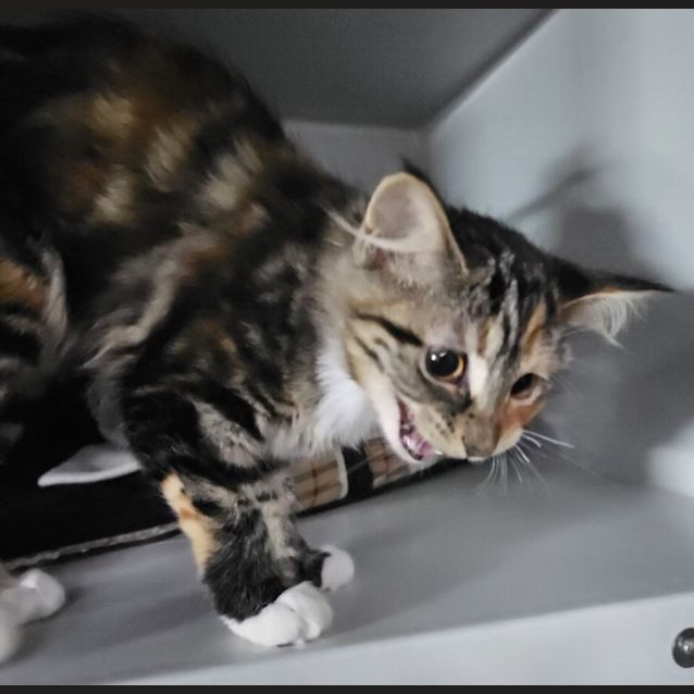 Photo of Marmalade
