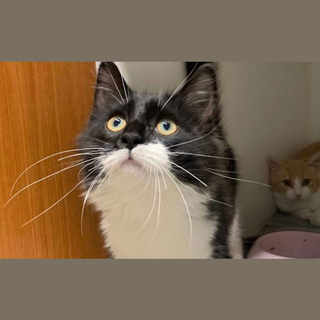 Photo of Pirate Pete