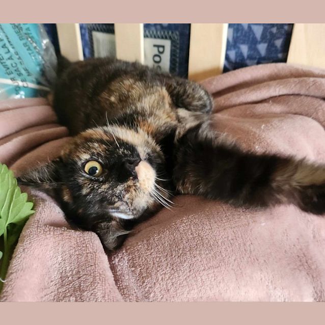 Photo of Iris   Located In Templestowe