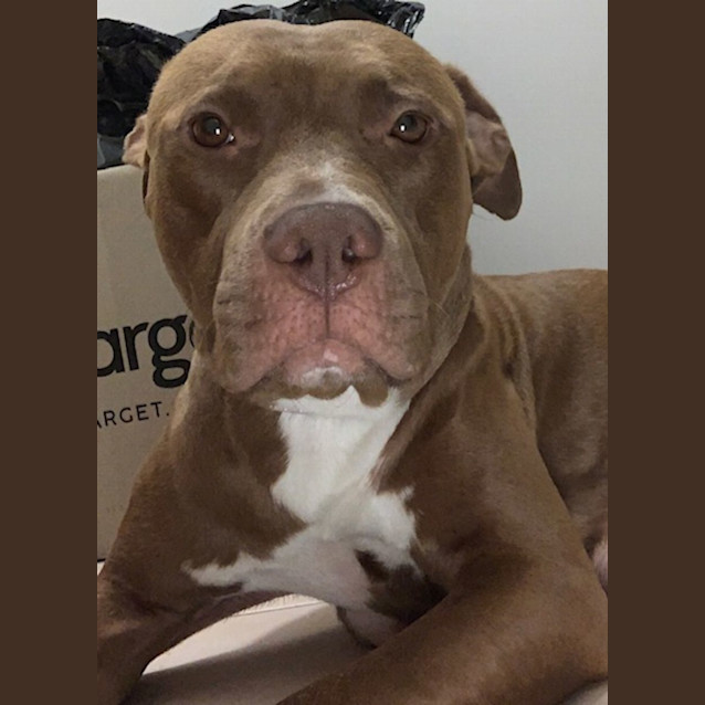 Photo of Coco   4 Year Old Staffy X (Trial)