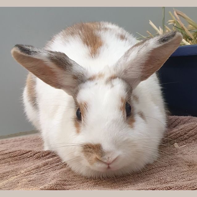 Photo of Mango
