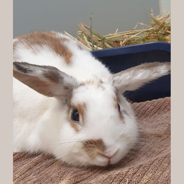 Photo of Mango