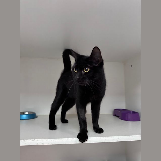 Photo of Ninja
