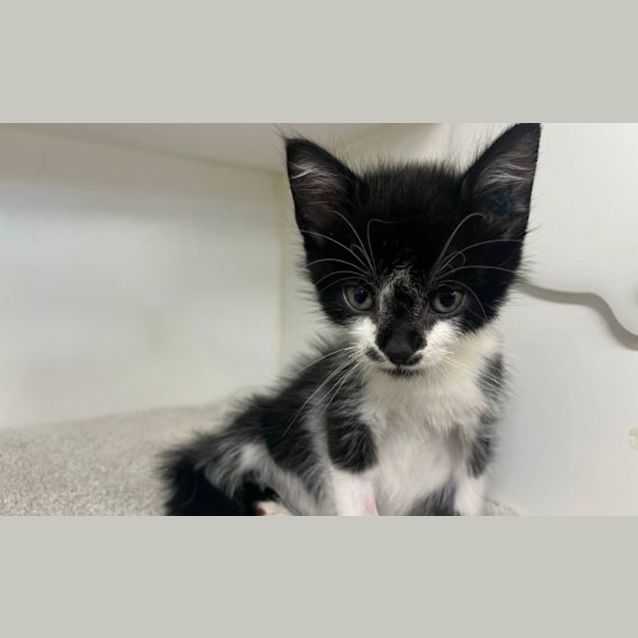 Photo of Bailey