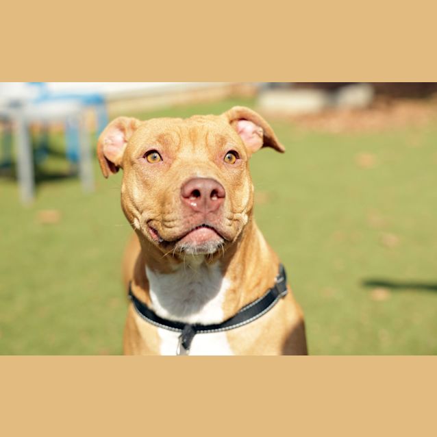 Photo of Nala