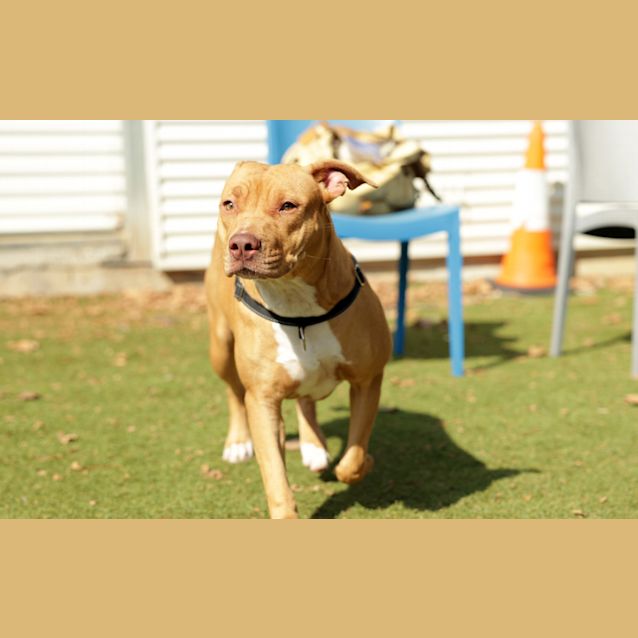 Photo of Nala