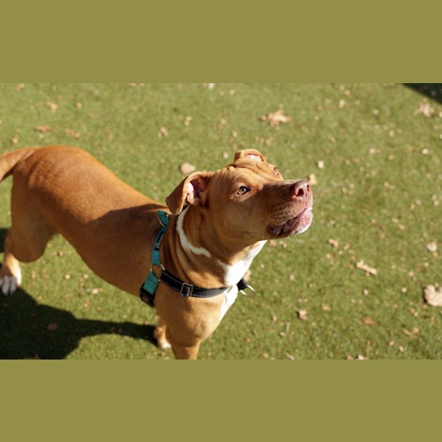 Photo of Nala
